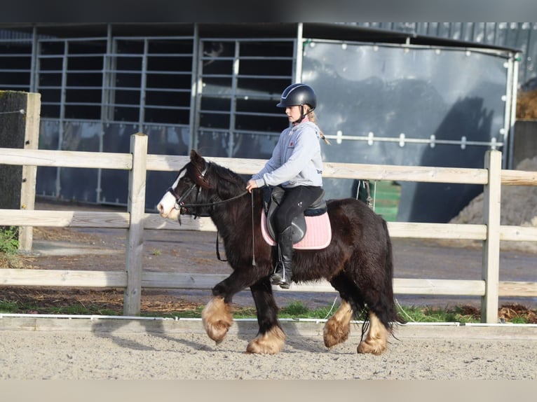 Gypsy Horse Gelding 6 years 11,2 hh Black in Bogaarden
