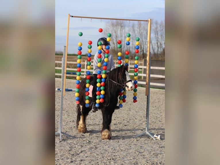 Gypsy Horse Gelding 6 years 11,2 hh Black in Bogaarden