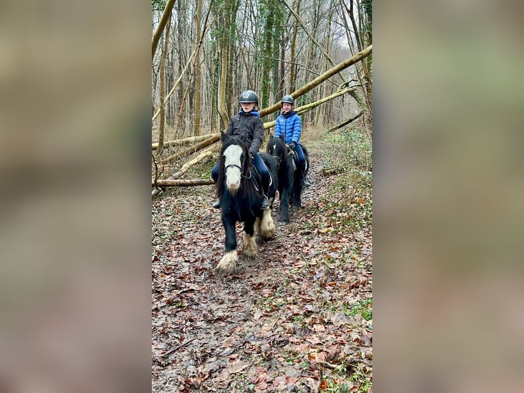 Gypsy Horse Gelding 6 years 12,1 hh Black in Bogaarden