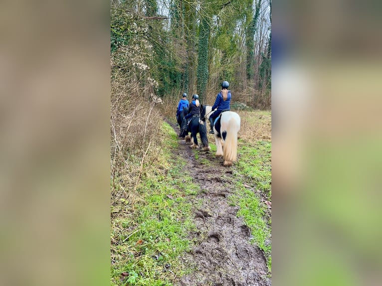 Gypsy Horse Gelding 6 years 12,1 hh Black in Bogaarden