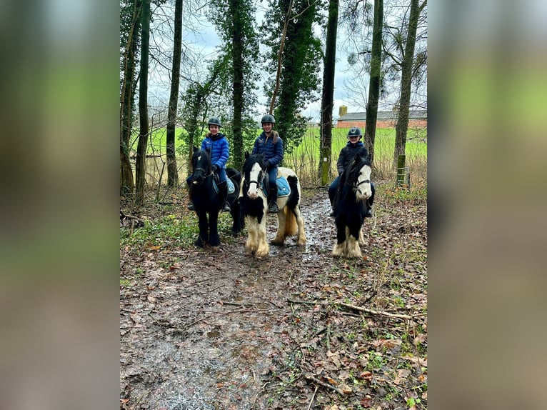 Gypsy Horse Gelding 6 years 12,1 hh Black in Bogaarden