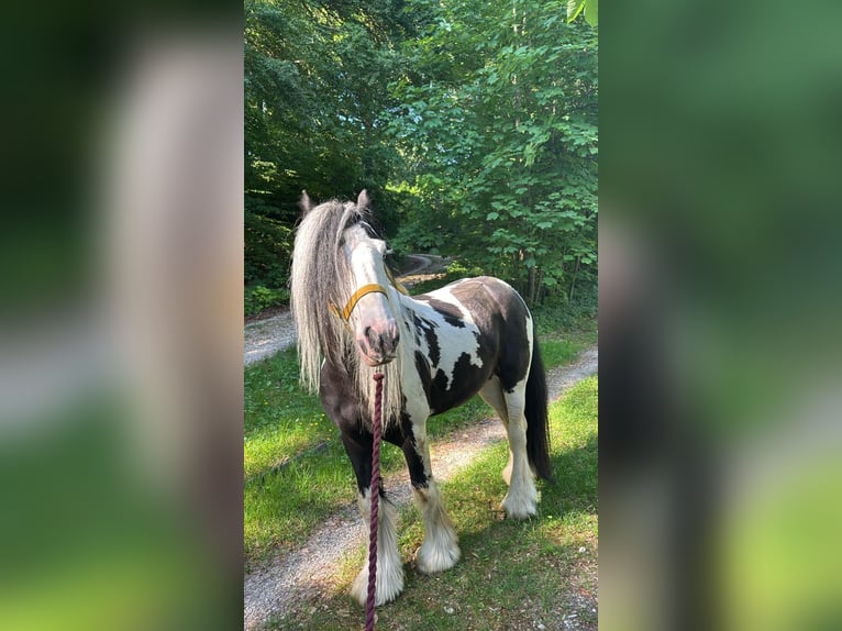 Gypsy Horse Gelding 6 years 12.1 hh Pinto in Giengen an der Brenz