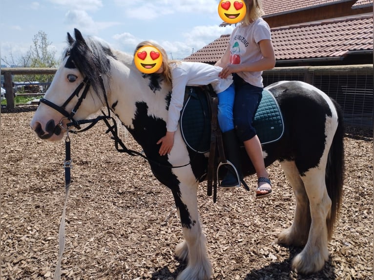 Gypsy Horse Gelding 6 years 12.1 hh Pinto in Giengen an der Brenz