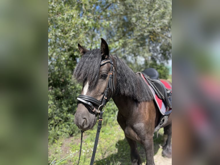 Gypsy Horse Gelding 6 years 12.2 hh  in Trebbin