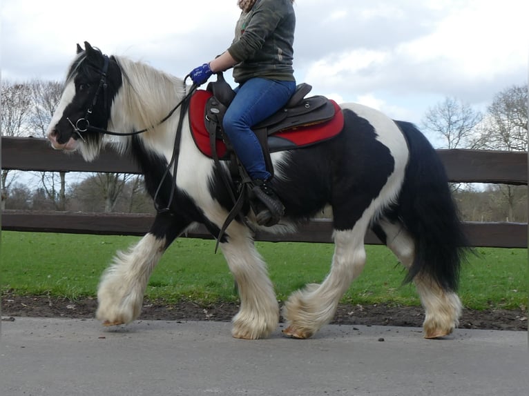 Gypsy Horse Gelding 6 years 12,3 hh Pinto in Lathen