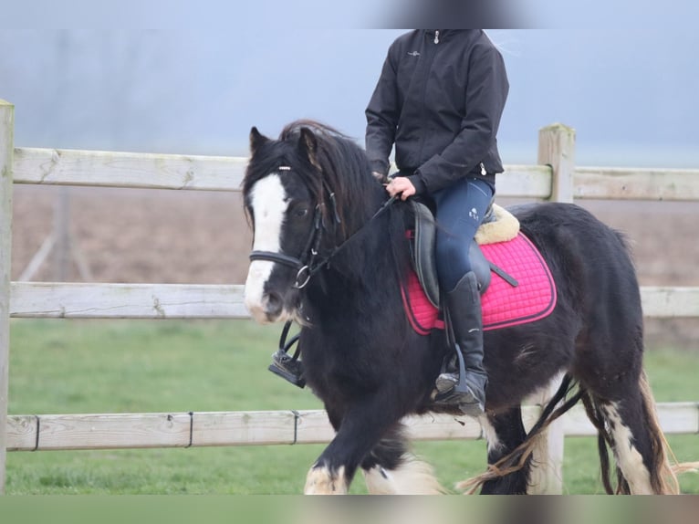 Gypsy Horse Gelding 6 years 12,1 hh Black in Bogaarden