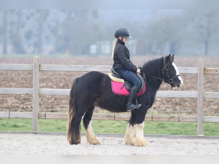 Gypsy Horse Gelding 6 years 12,1 hh Black in Bogaarden