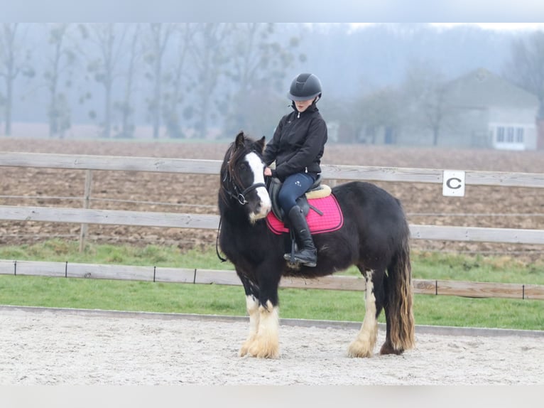 Gypsy Horse Gelding 6 years 12,1 hh Black in Bogaarden
