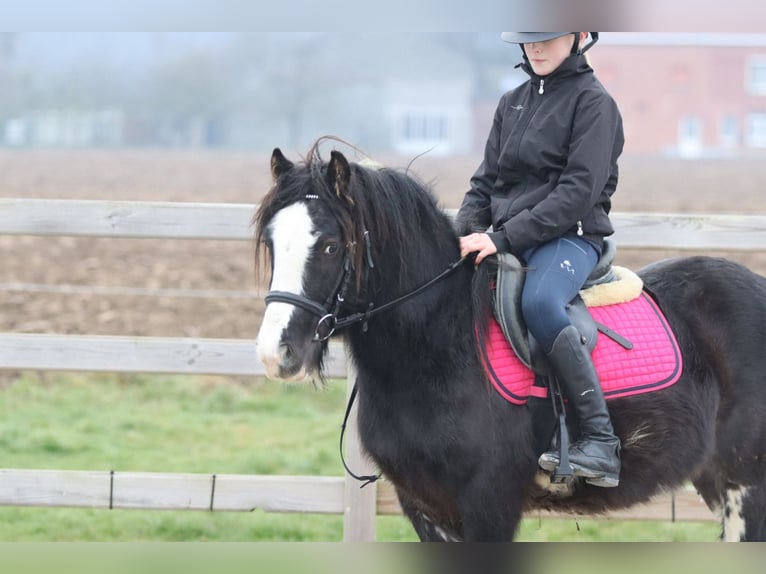 Gypsy Horse Gelding 6 years 12,1 hh Black in Bogaarden