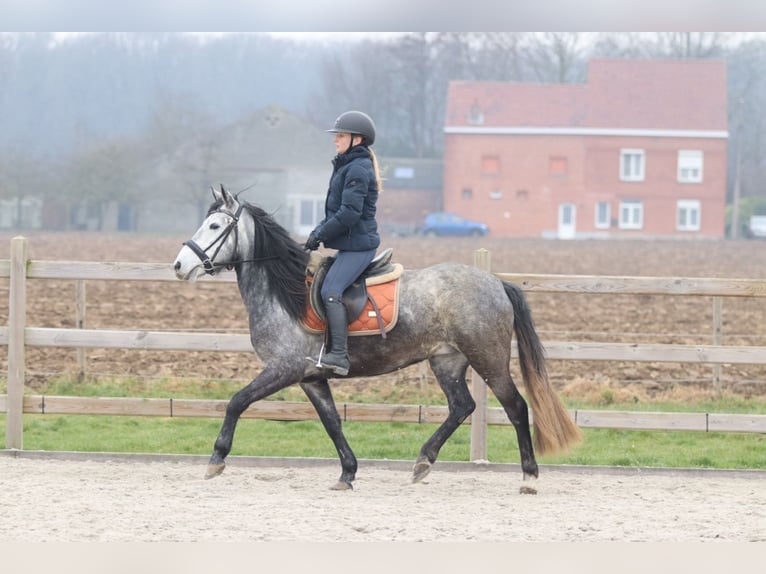 Gypsy Horse Gelding 6 years 12,1 hh Black in Bogaarden
