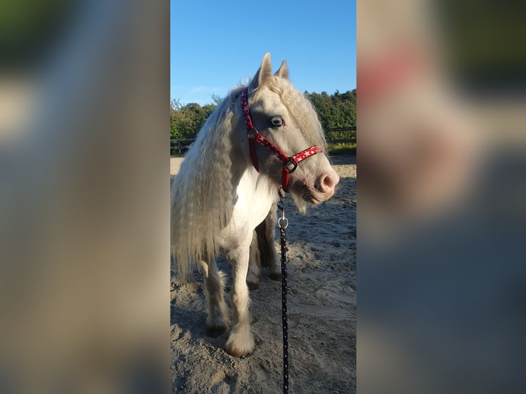 Gypsy Horse Gelding 6 years 12,1 hh Cremello in L&#xF6;ptin