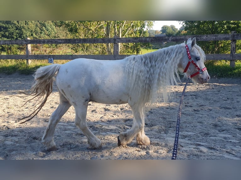 Gypsy Horse Gelding 6 years 12,1 hh Cremello in L&#xF6;ptin
