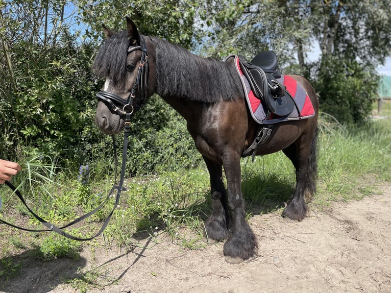 Gypsy Horse Gelding 6 years 12,2 hh  in Trebbin
