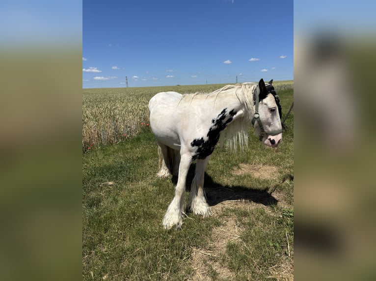 Gypsy Horse Gelding 6 years 12,2 hh Leopard-Piebald in Kornwestheim