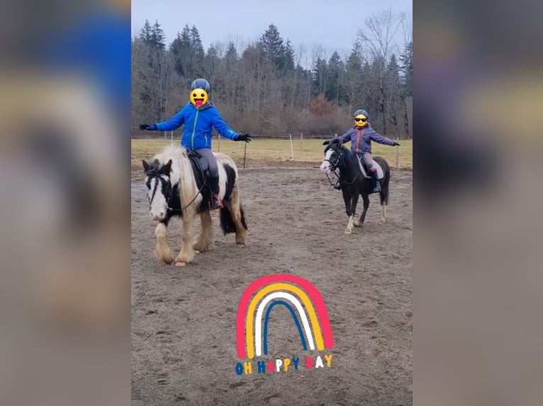 Gypsy Horse Gelding 6 years 12,2 hh Pinto in Isny im Allg&#xE4;u