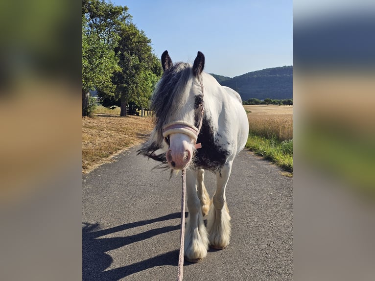 Gypsy Horse Gelding 6 years 12,2 hh Pinto in Klingenberg am Main