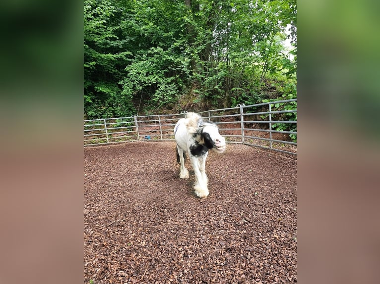 Gypsy Horse Gelding 6 years 12,2 hh Pinto in Klingenberg am Main