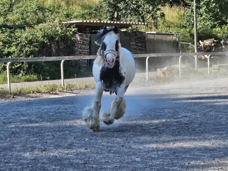 Gypsy Horse Gelding 6 years 12,2 hh Pinto in Klingenberg am Main