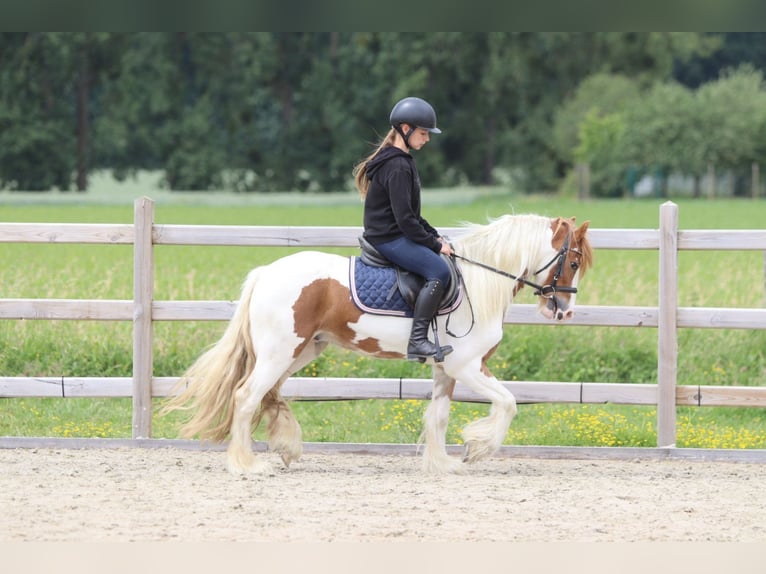 Gypsy Horse Gelding 6 years 12,3 hh Pinto in Bogaarden