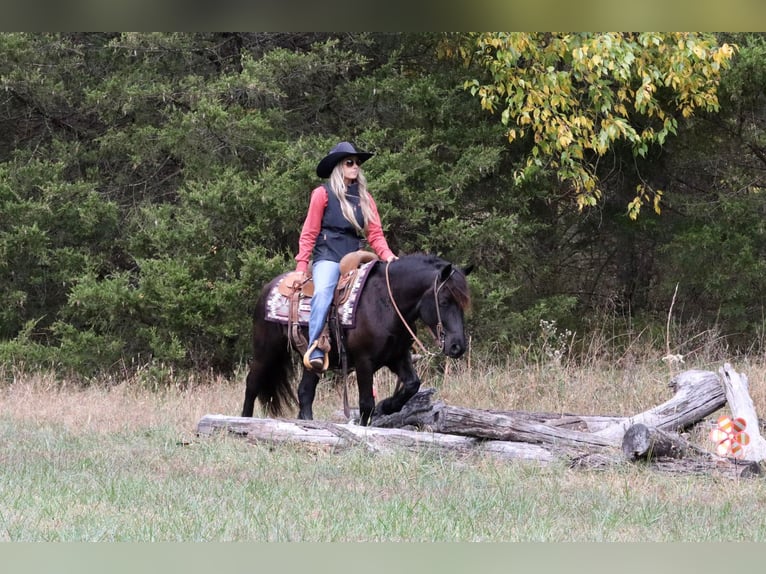 Gypsy Horse Mix Gelding 6 years 13,1 hh Black in Purdy, MO