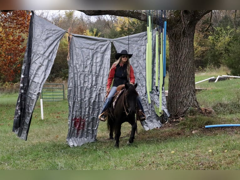Gypsy Horse Mix Gelding 6 years 13,1 hh Black in Purdy, MO