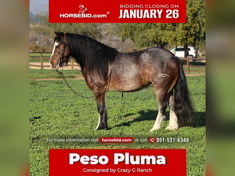 Gypsy Horse Mix Gelding 6 years 13.1 hh Roan-Bay in Norco