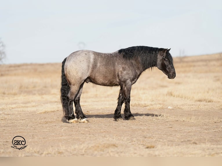 Gypsy Horse Mix Gelding 6 years 13.1 hh Roan-Blue in Canyon, TX