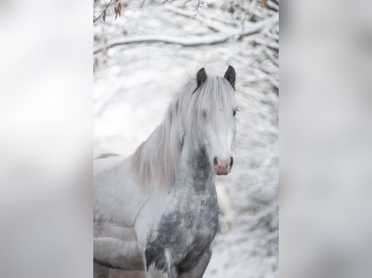 Gypsy Horse Mix Gelding 6 years 13,2 hh Gray in Kirchhain