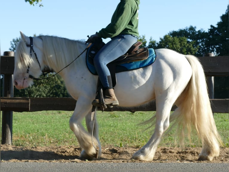 Gypsy Horse Gelding 6 years 13,2 hh Gray in Lathen