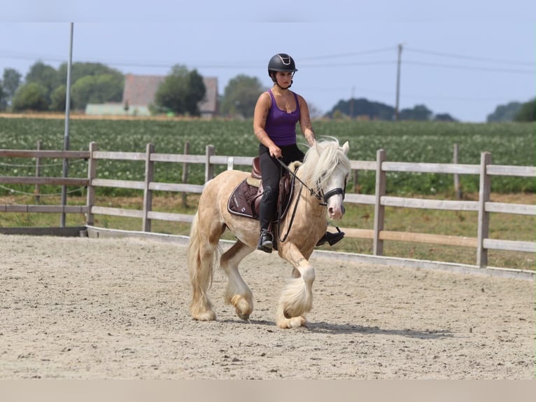 Gypsy Horse Gelding 6 years 13.2 hh Palomino in Pepingen