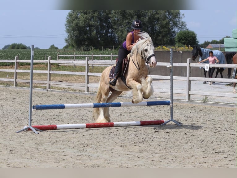 Gypsy Horse Gelding 6 years 13.2 hh Palomino in Pepingen
