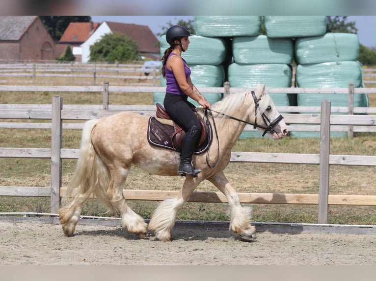 Gypsy Horse Gelding 6 years 13.2 hh Palomino in Pepingen