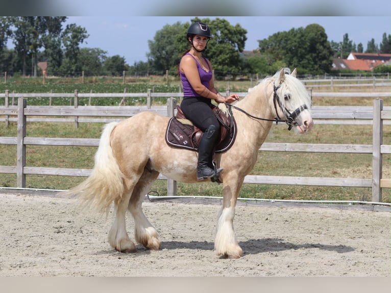 Gypsy Horse Gelding 6 years 13.2 hh Palomino in Pepingen