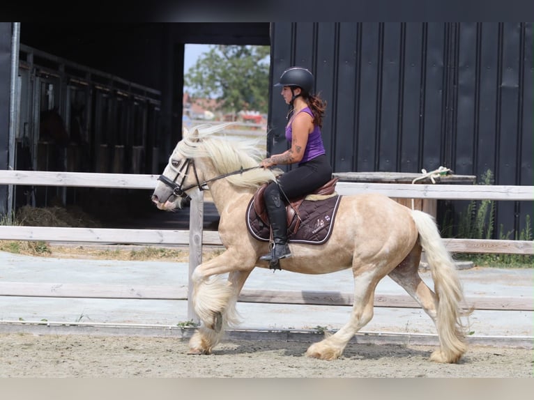 Gypsy Horse Gelding 6 years 13.2 hh Palomino in Pepingen