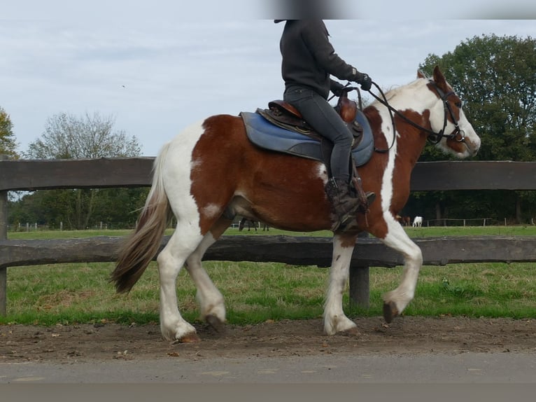 Gypsy Horse Mix Gelding 6 years 13,2 hh Pinto in Lathen