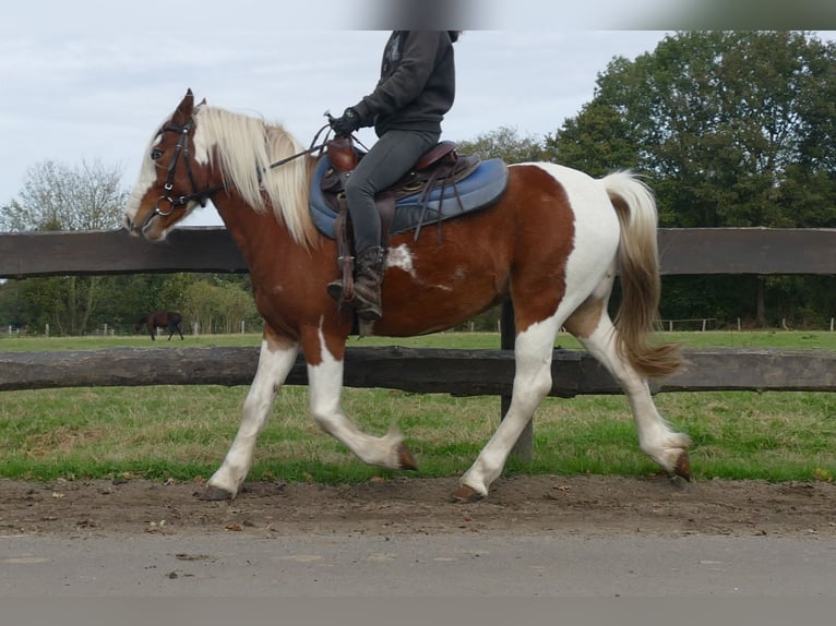 Gypsy Horse Mix Gelding 6 years 13,2 hh Pinto in Lathen