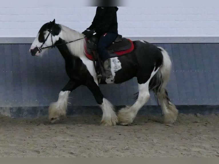 Gypsy Horse Gelding 6 years 13.2 hh Pinto in Lathen