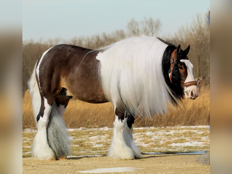 Gypsy Horse Gelding 6 years 13.2 hh Pinto in Syracuse
