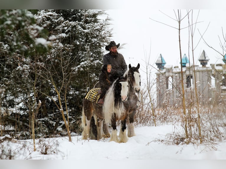 Gypsy Horse Gelding 6 years 13.2 hh Pinto in Syracuse