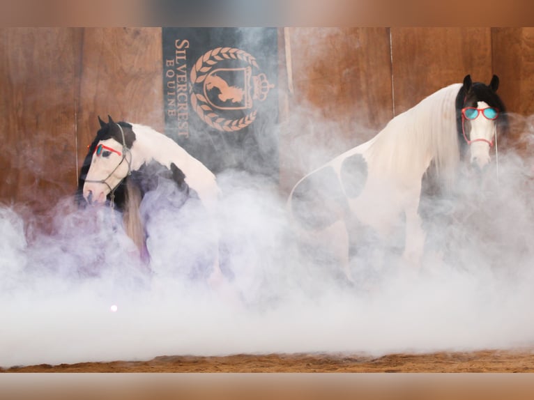 Gypsy Horse Gelding 6 years 13.2 hh Pinto in Syracuse