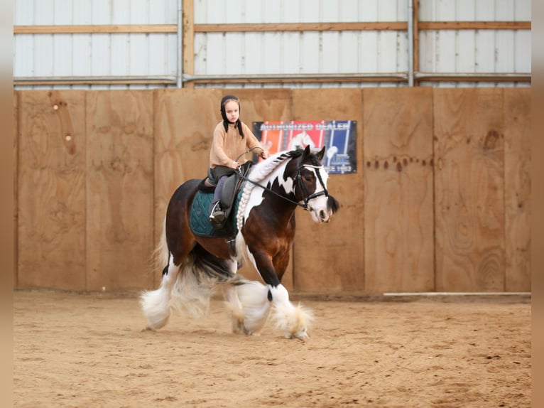 Gypsy Horse Gelding 6 years 13.2 hh Pinto in Syracuse