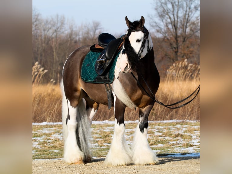 Gypsy Horse Gelding 6 years 13.2 hh Pinto in Syracuse