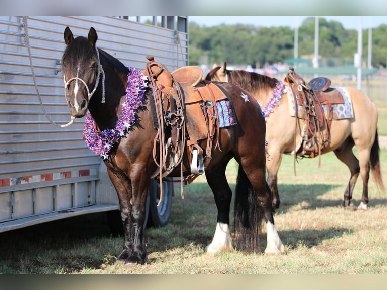 Gypsy Horse Mix Gelding 6 years 13,3 hh Black in Stephenville, TX