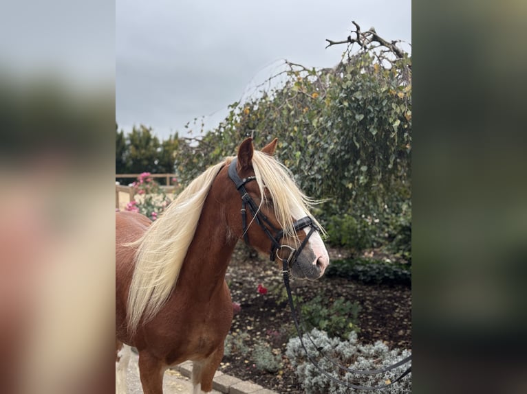 Gypsy Horse Gelding 6 years 13.3 hh Chestnut in Iggingen