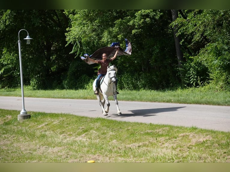 Gypsy Horse Mix Gelding 6 years 13,3 hh Gray in Fresno, OH