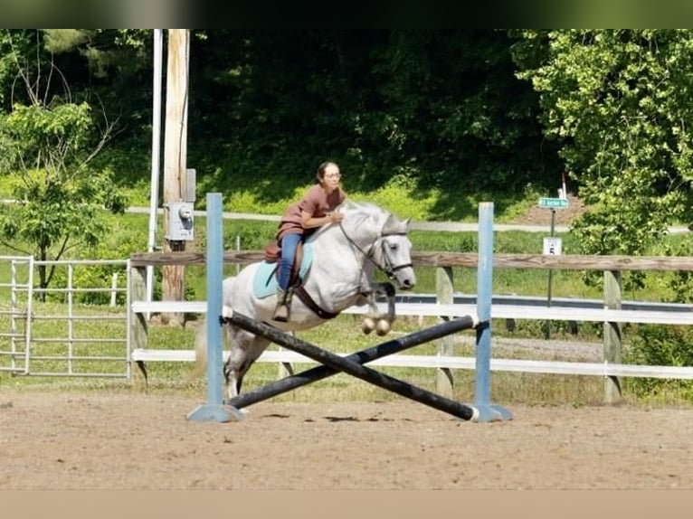 Gypsy Horse Mix Gelding 6 years 13,3 hh Gray in Fresno, OH