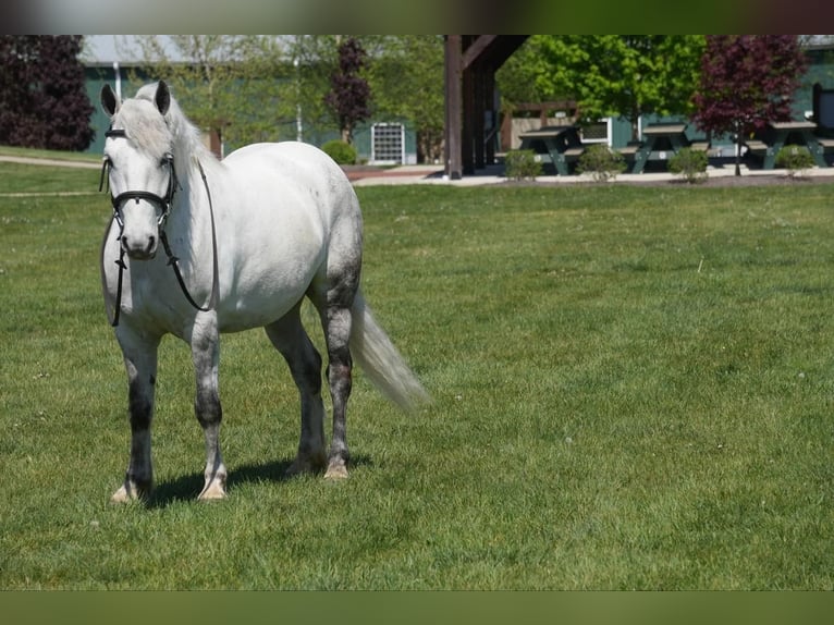 Gypsy Horse Mix Gelding 6 years 13,3 hh Gray in Fresno, OH