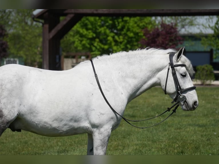 Gypsy Horse Mix Gelding 6 years 13,3 hh Gray in Fresno, OH