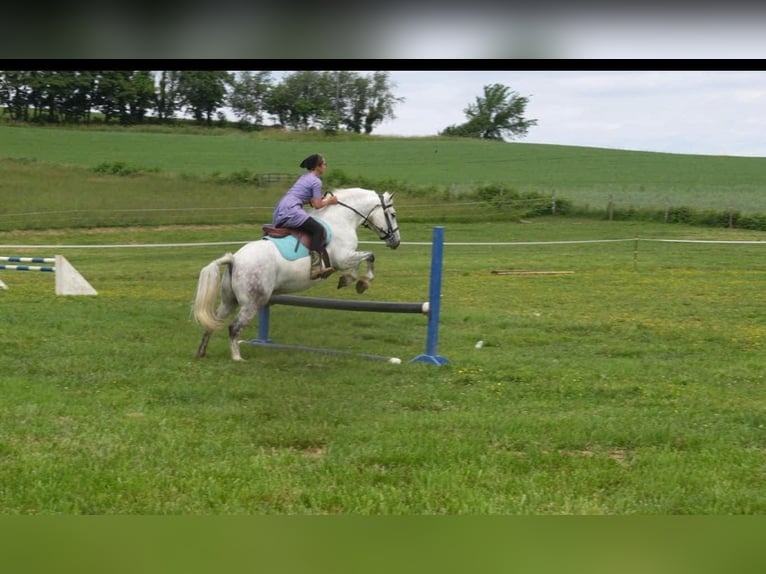 Gypsy Horse Mix Gelding 6 years 13,3 hh Gray in Fresno, OH