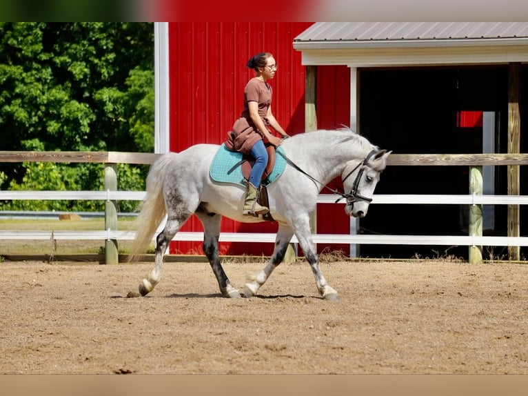 Gypsy Horse Mix Gelding 6 years 13,3 hh Gray in Fresno, OH